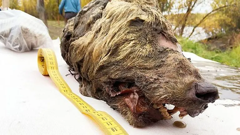 ¡Impresionante! Hallan la cabeza de un lobo gigante de más de 30.000 años con los colmillos y el cerebro intactos