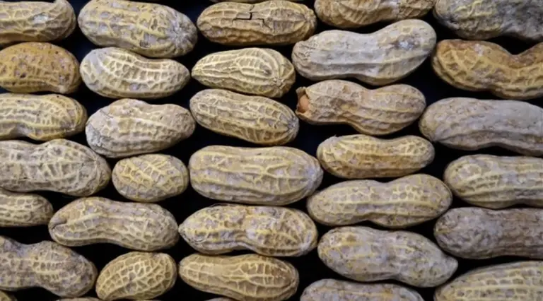 Un pueblo cordobés "sobrevivió" al apagón gracias a la cáscara de maní