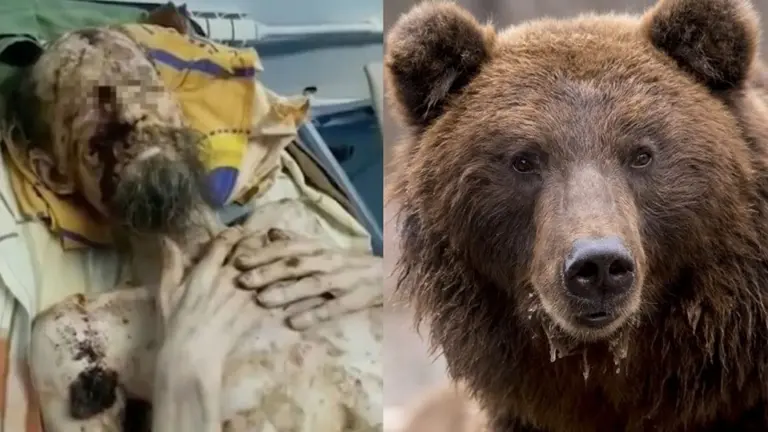 Un hombre fue atacado por un oso y sobrevivió de "milagro"