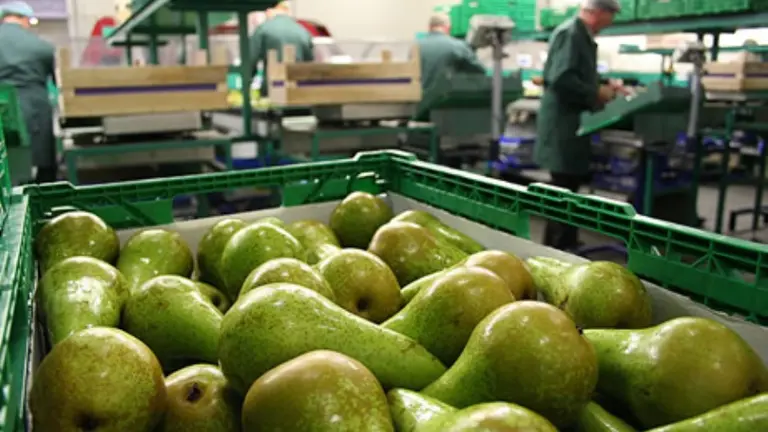 Una compañía de Río Negro exportó las primeras peras a China y destacan el potencial del mercado asiático