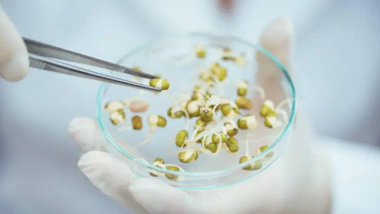 Molinos lanza concurso para emprendimientos que innoven en la industria alimenticia