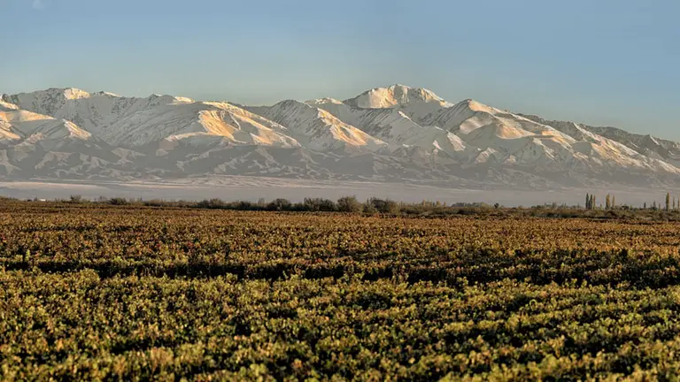 Los vinos que vienen: para Trivento, fue "extraordinaria" la cosecha 2019