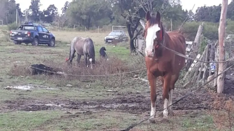 Imputan a una banda que robaba caballos, los faenaba y vendía en supermercados