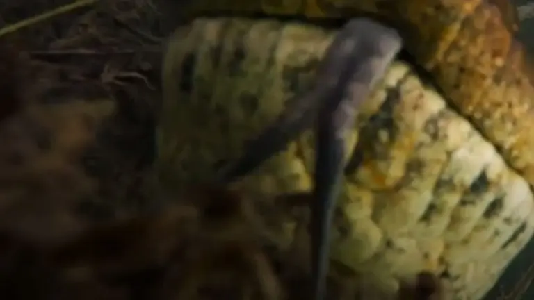 Video: las impactantes imágenes que tomó un buzo de una anaconda en un río de Brasil
