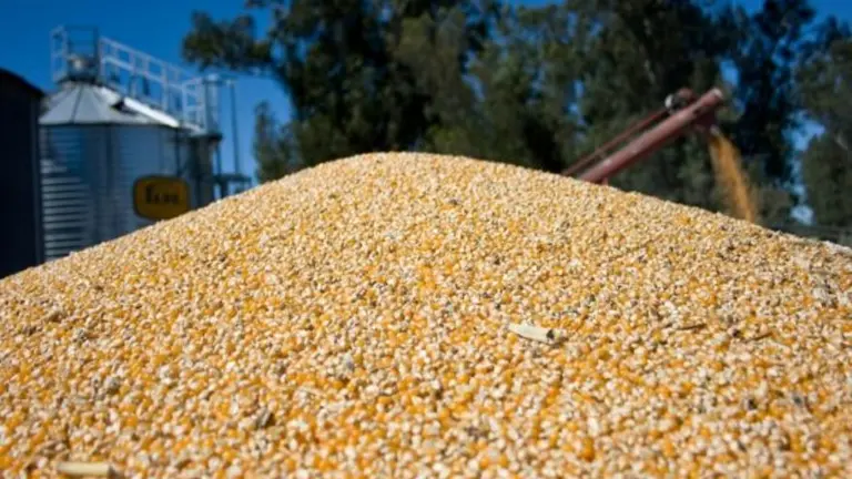 El Gobierno anunció la reapertura parcial de las exportaciones de maíz
