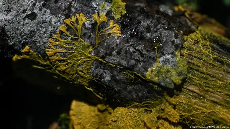 Rarísimo: En París invitan a tocar un ser vivo que tiene 720 sexos, lo llaman "blob"