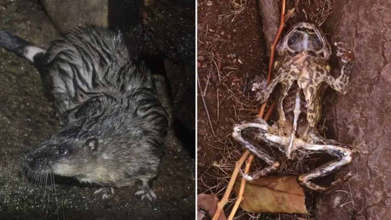 Ratas muy astutas aprendieron a diseccionar sapos venenosos para comerse su corazón