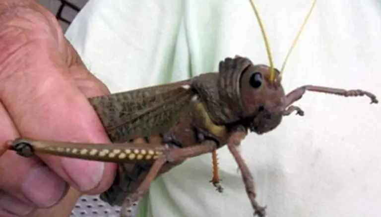 ¡Alerta en el campo!: ya son cuatro las localidades en las que avanza la plaga de "tucura sapo"