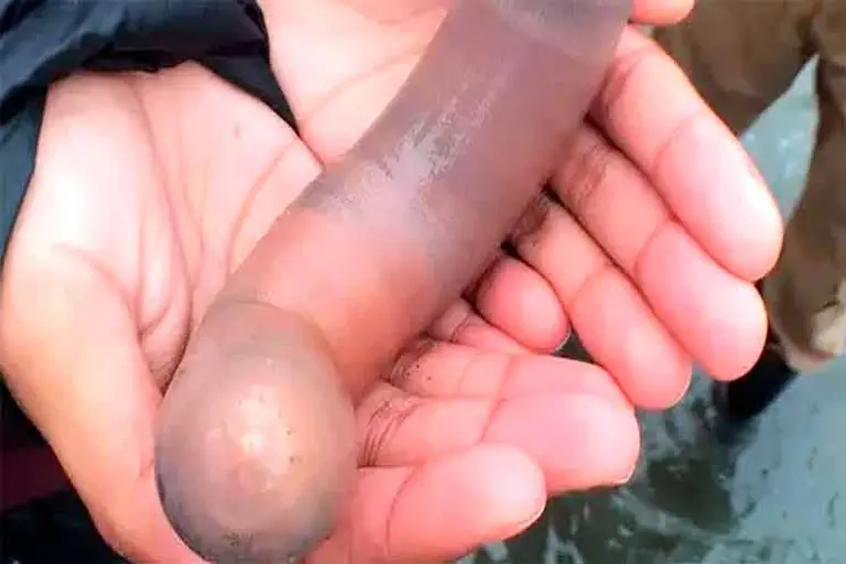 Sorpresiva invasión de "peces pene" en una playa de California