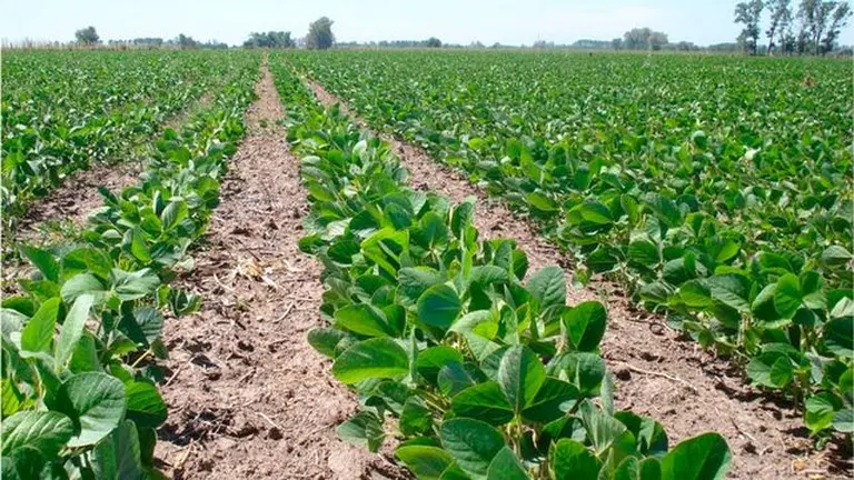 Estiman que la recaudación fiscal extra por eventual suba de retenciones sumaría 500 millones de dólares