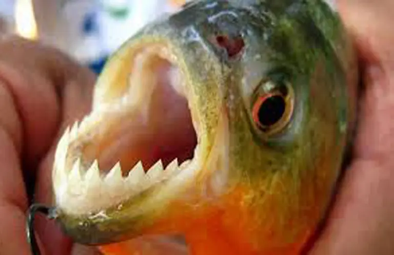 ¡Alerta por pirañas!: palometas atacaron a más de 35 personas en Santa Fe