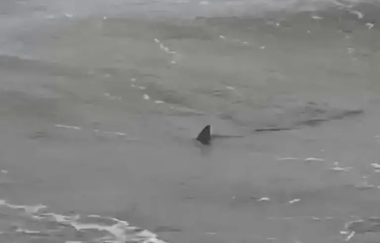 Video: el tremendo susto que se llevaron los turistas al ver tres tiburones en la costa de Monte Hermoso