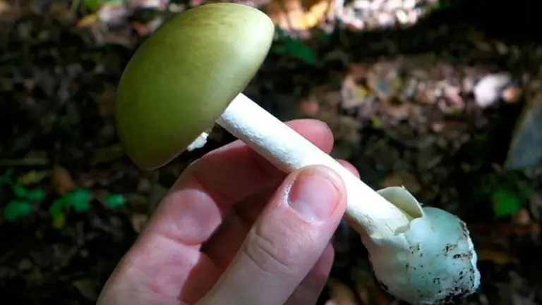 Insuficiencia hepática aguda, el trastorno que contrajo el cordobés que comió un hongo silvestre