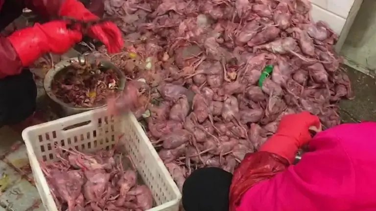 ¿Una vendedora de mariscos?: afirman que encontraron a la primera paciente del Covid-19: