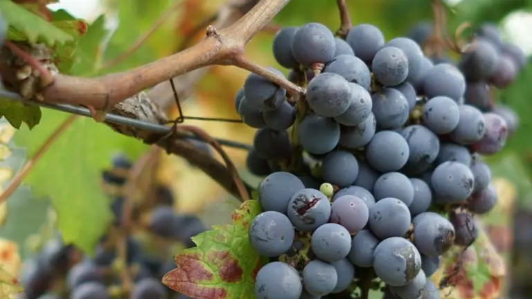 Bonos argentinos con malbec, refugio para inversores afectados