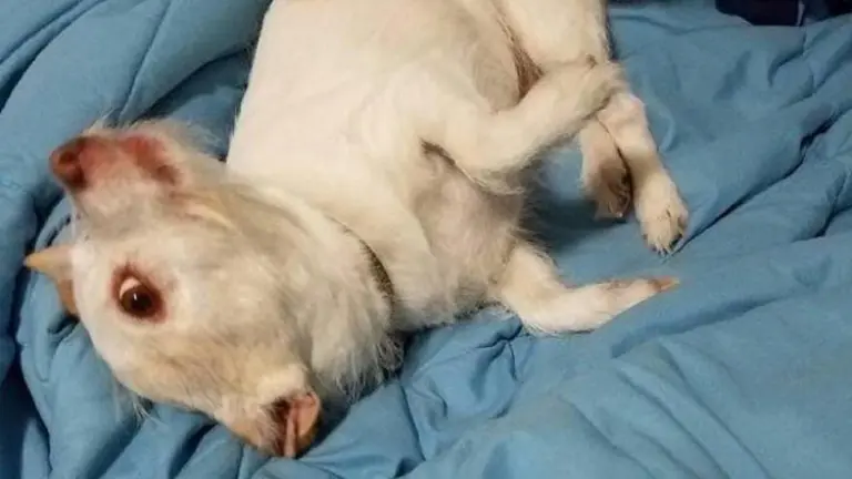 ¿Es un perro o un chancho?: la ilusión óptica que se volvió viral en redes sociales