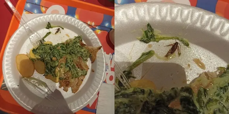 Encontraron una cucaracha en un plato, en el mismo lugar donde apareció la rana