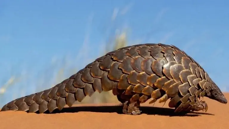 Identifican al pangolín como eslabón clave en la transmisión del coronavirus