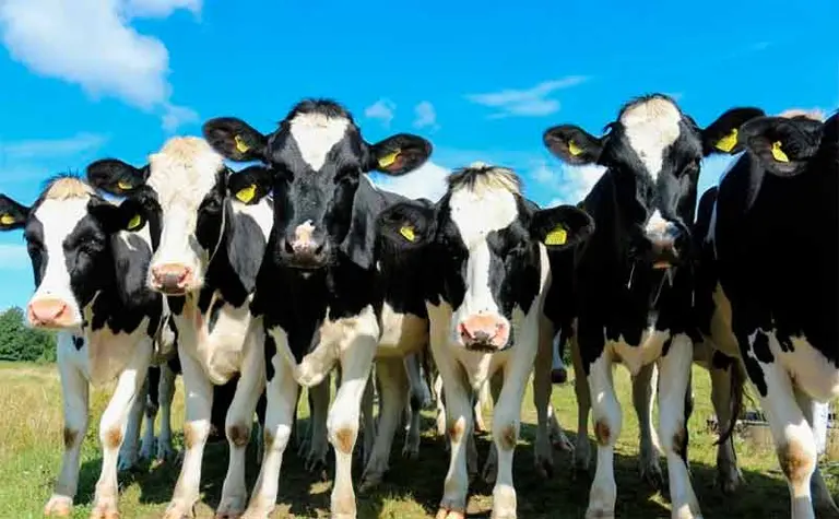 Un frigorífico cordobés es la primera víctima "comercial" del coronavirus