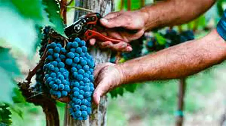 Vinos: alertan que en Argentina hay 90.000 hectáreas de viñedos con problemas de salud y productividad