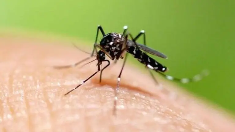 Cuáles son los síntomas del dengue