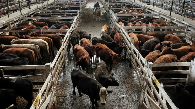 El paro agropecuario impactó con fuerza en el Mercado de Liniers: ingresó un 90% menos de animales que el día anterior