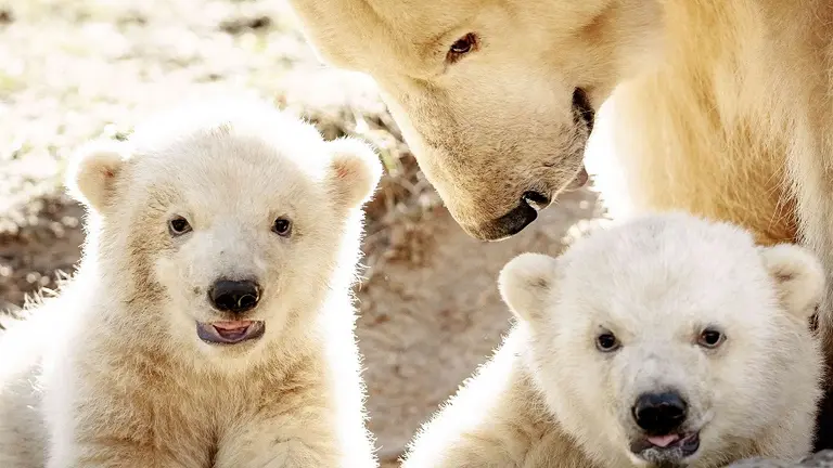 Top 10 de los animales en peligro de extinción