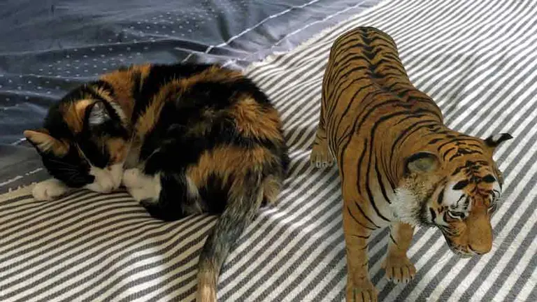 Animales 3D de Google: cómo usarlos para meter un tigre, un tiburón o un oso en casa