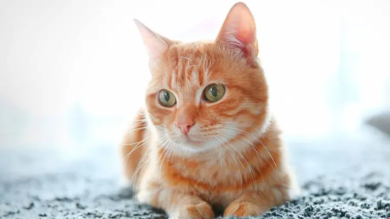 Un gato doméstico de Hong Kong dio positivo para coronavirus