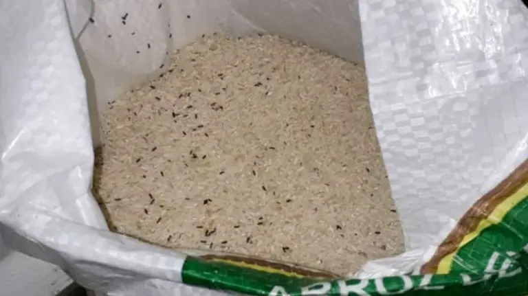 Un intendente, tras entregar arroz con gorgojos: "Que los consuman que hacen bien contra el cáncer"