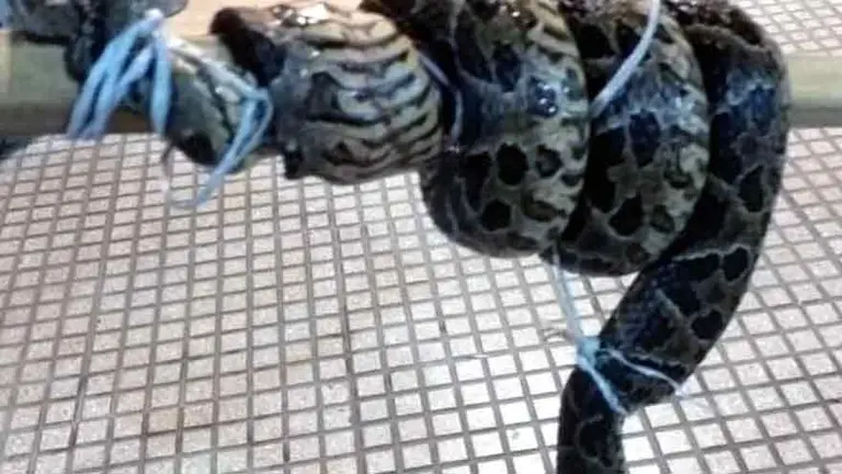 Una yarará mordió a un hombre en Retiro