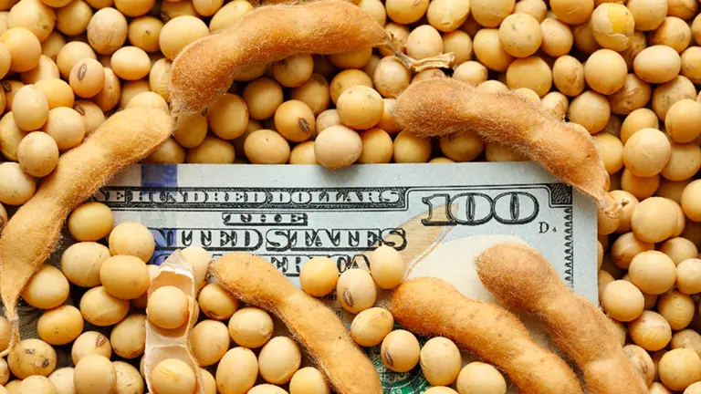 Incertidumbre mata boom de soja: por qué el mercado de futuros revela desconfianza hacia el Gobierno