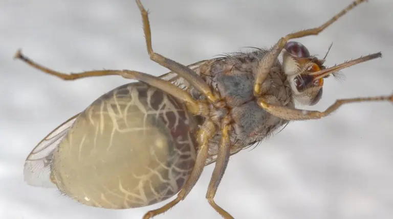 Los 10 insectos más venenosos del mundo