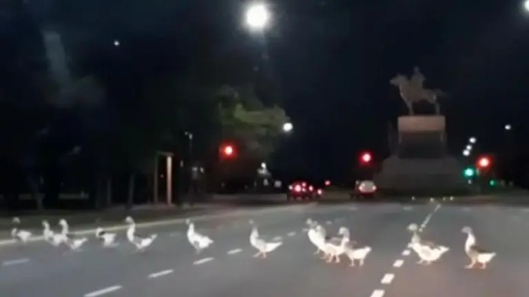 Efecto aislamiento: un grupo de gansos cruza la avenida Figueroa Alcorta y el video se vuelve viral