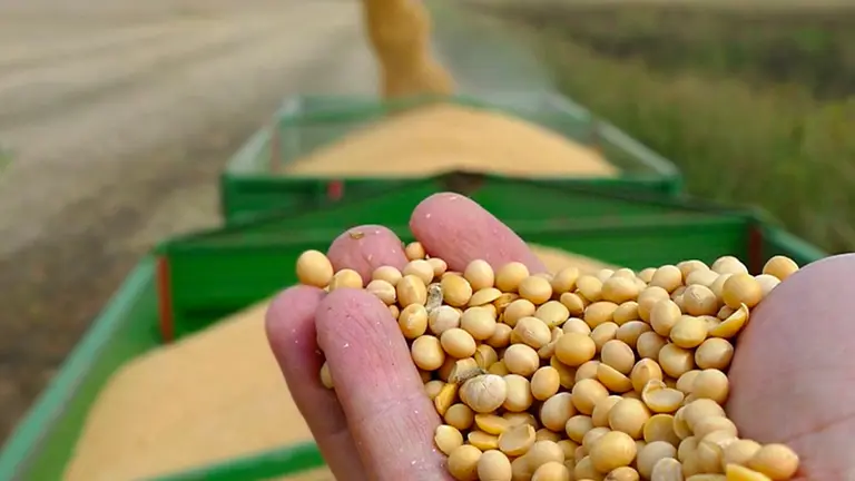 Encuesta reveladora: ¿que opinan los argentinos sobre la expropiación de Vicentin por parte del kirchnerismo?