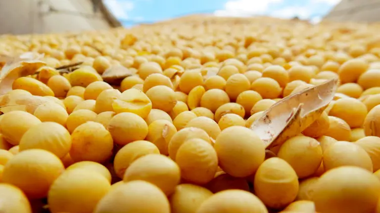 Impuestos al agro: de cada $100, el Estado se lleva 61,8 pesos