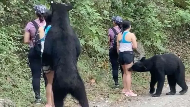 Video: un oso negro se aproxima a tres mujeres y una de ellas se sacó una selfie