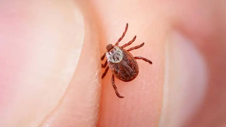 Alerta en China por el aumento de contagiados de un virus transmitido por las garrapatas