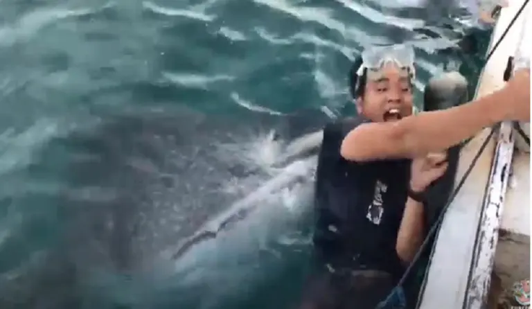 ¡Qué susto! El encuentro cara a cara de un joven con un tiburón ballena que buscaba comida