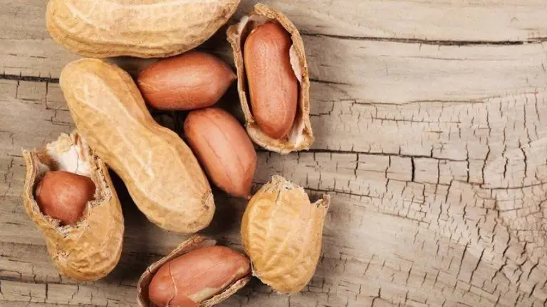 Científicos argentinos descubren que un extracto de piel de maní inhibe el virus del dengue