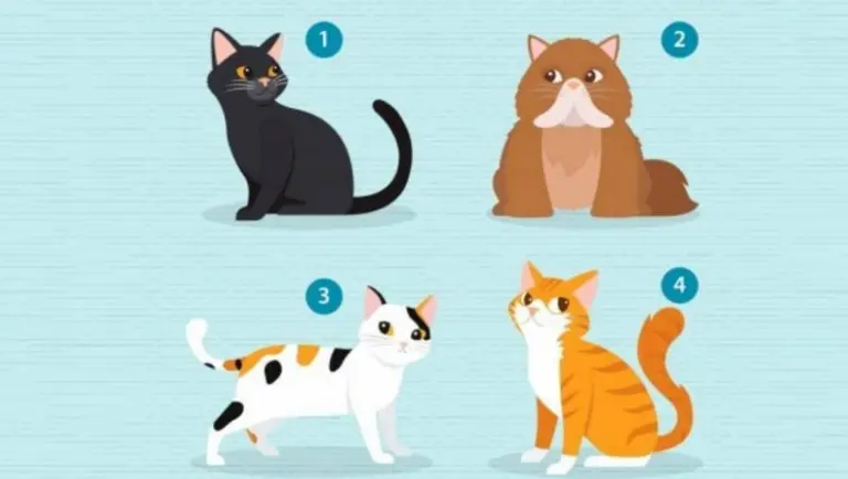 "¿Qué gato elegís?": el test que descubre qué buscás en tu pareja (también para solteros)