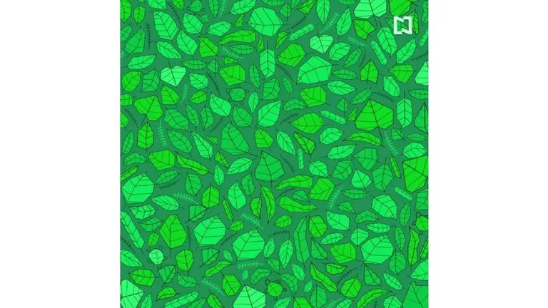 ¿Qué tan rápidos son tus ojos? Encontrá las 5 tortugas en 30 segundos