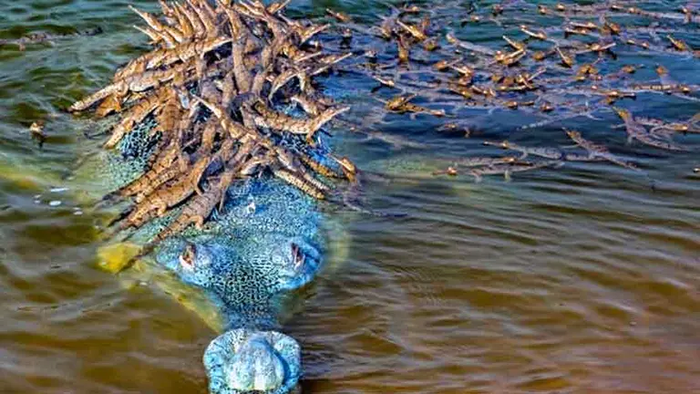 ¿La foto del año?: una imagen de un papá cocodrilo con más de 100 crías