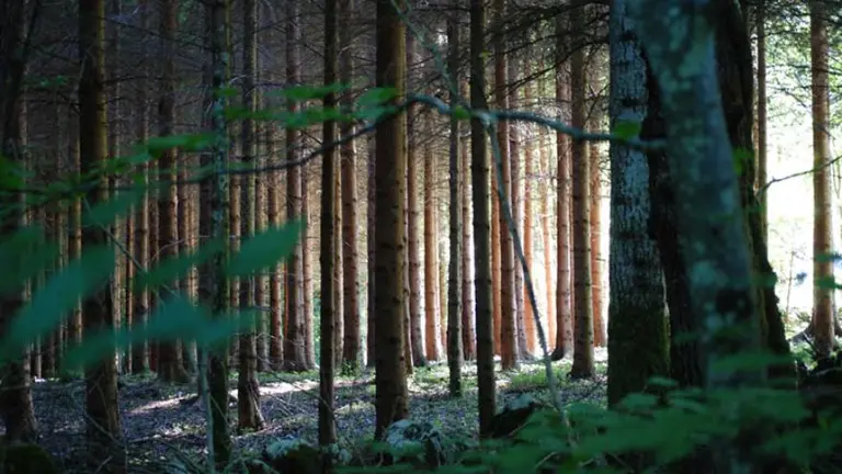 El test psicológico del bosque: respondé las preguntas y te van a revelar cómo ves la vida