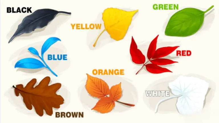 Test: la hoja que elijas puede revelar cosas que ni vos mismo conocés de tu personalidad