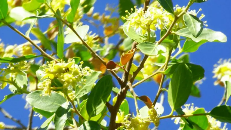 Este árbol mapuche podría ser clave en la lucha contra el coronavirus