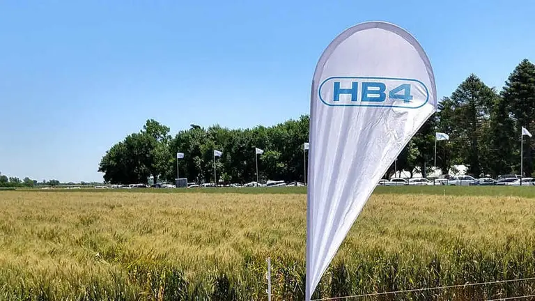 El gobierno aprobó el uso de tecnología de Bioceres para cultivar trigo transgénico