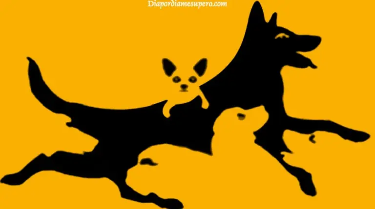 ¿Cuántos perros hay? Tu respuesta determinará tu edad mental