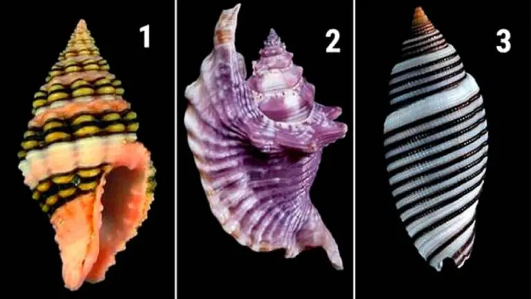 El test de los caracoles: conocé los secretos más oscuros de tu ser