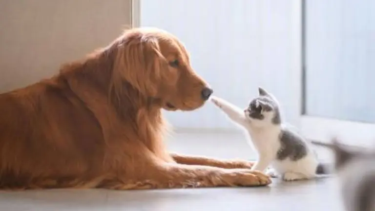 ¿Preferís perros o gatos?: tu elección dice mucho de tu personalidad